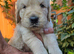 Gorgeous Golden Retriever Puppies KC Reg