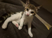 Kittens for sale