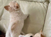 Longhaired chihuahua puppies