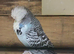 Exhibition budgies
