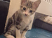 Beautiful female tabby kitten looking for a home