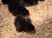 silkie usa chicks