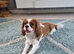 2yr old KC Cavalier King Charles