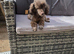 Toy poodle