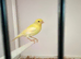 2026 German roller canary