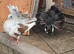 Beautiful  Fantail pigeons