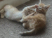 3 beautiful full ginger boy kittens ready now