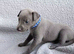 KC registered- True to type whippets