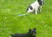 18 month old Patterdale Terrier