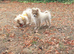 Beautiful pomeranian puppies