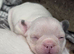 5 French bulldog puppies for sale ready 9/11/26