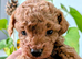 Stunning K.C Registered Red Toy Poodle Puppies
