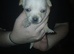 4 chihuahua pups