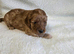 3 gorgeous Cavapoo boys.