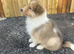 Beautiful rough collie puppy for sale boy