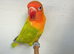 dilute, split opaline Fischers Lovebird
