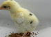 Mixed breed chicks - 10 days old
