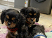 Cavalier King Charles puppies