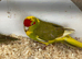 Pair kakariki