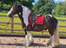 Joe 14.2hh ride & drive 9 years old