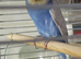 Available MALES 1 x Purple Lavender and white and 1 x green cinnamon and yellow £50 the pair