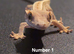Lilly White Juvenile Crested Geckos with full Lineage