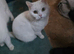 British shorthair pedigree