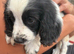 Springer spaniel puppies