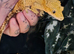 Beautiful handled crested gecko.