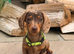 Beautiful miniature Dachshund Puppies.