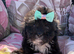 Shihpoo