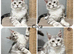 TICA registration Maine coon kittens Ready Now