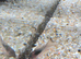 Long fin bronze corydoras
