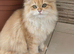 Stunning British Longhair Pedigree Kittens – WCF
