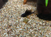 Black Ram Cichlid (Mikrogeophqgus Ramirezi)