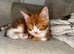 Red and white male tabby