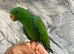 Baby Handreared lovely Tame Eclectus Parrot,1