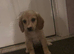 Cocker spaniel puppy urgent