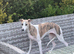 Gorgeous Female Whippet