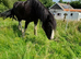 Shire gelding