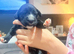 Gorgeous ULTRA Bernedoodle puppies