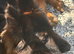 German shepherd bitch for sale