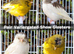 Stunning Canaries - Yorkshire, Gloster, Reds, Fife, Agate, Frills etc