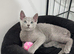 Loving, cuddly pedigree Russian Blue