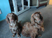 Beautiful lovely cocker spaniel
