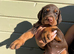 European Doberman Puppies