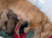KC pra clear long haired miniature dachshund