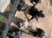 3/4 cane corso 1/4 Belgium Malinois