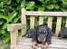 Miniature dachshund