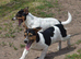 Jack russel girl